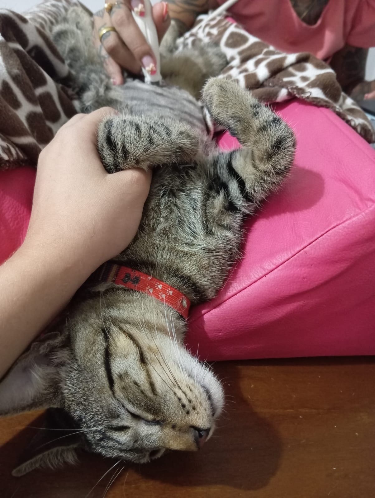 Exame veterinário Ultrapatas